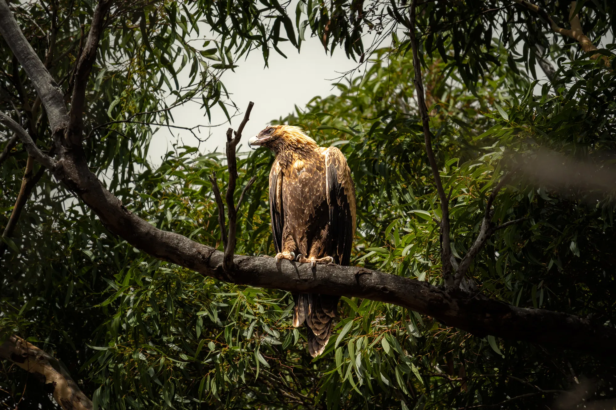 Aigle, de face, The Dutchmans Stern