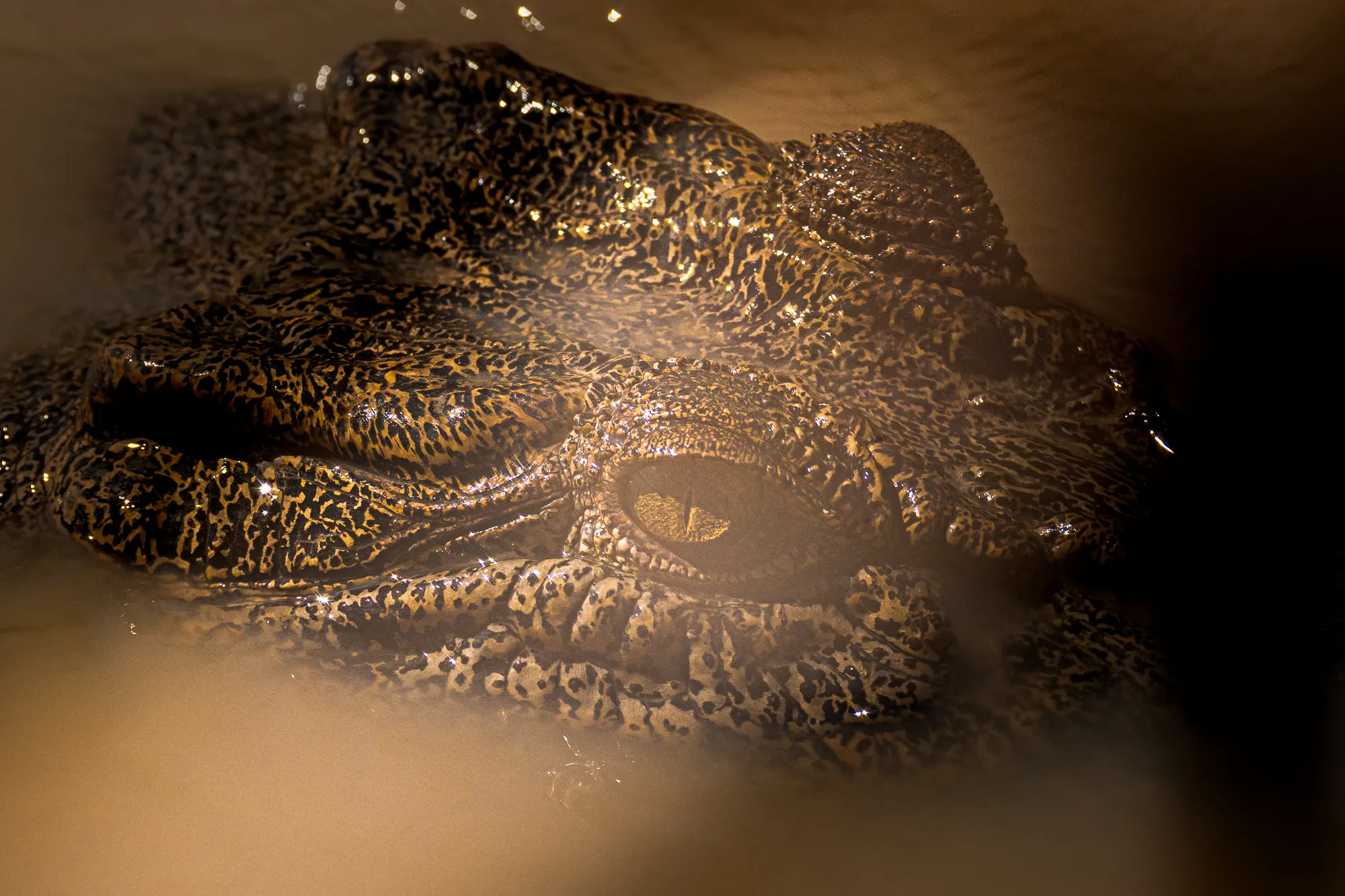 Crocodile, Adelaide River — tirage photographique