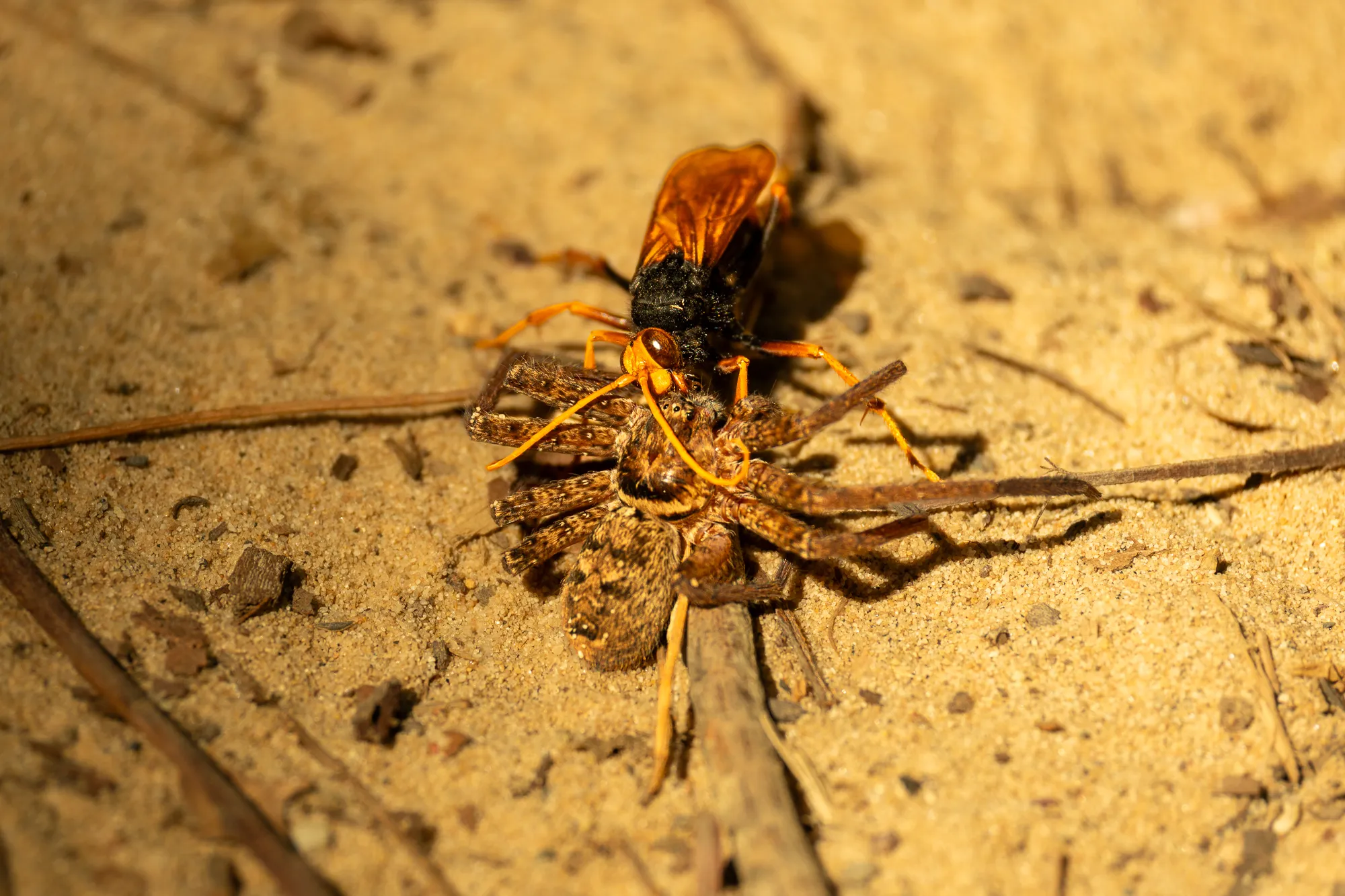 Guêpe et araignée, Alexandria Bay — tirage photographique