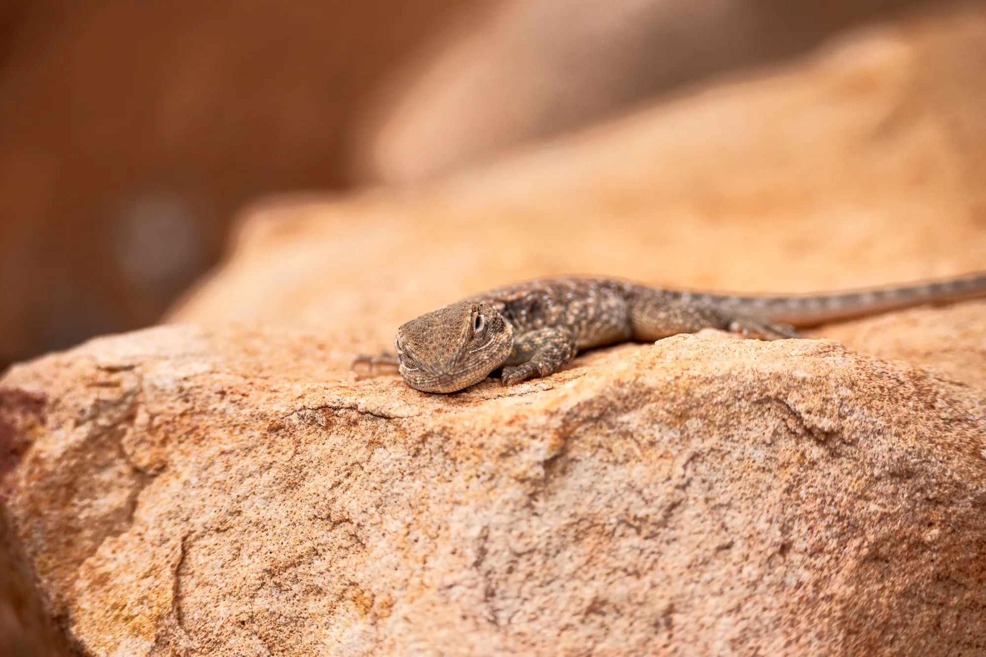 Lézard sur le grès, Mount Ohlssen-Bagge